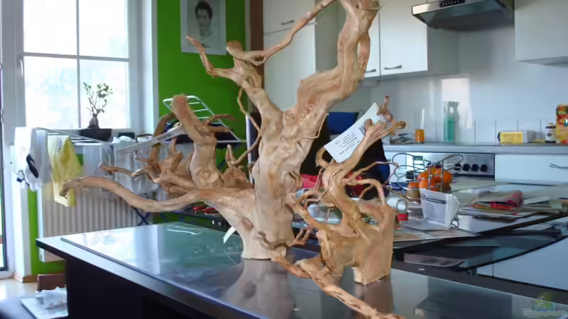 3 Moorkienwurzeln - geschraubt auf Plexiglasplatte von erma (7)