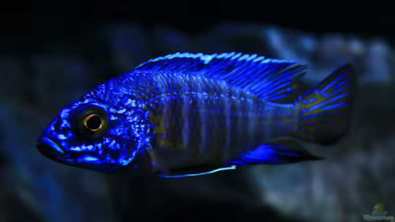 3 Neue Aulo stuartgranti chilumba.. von Frank Hopp (90)