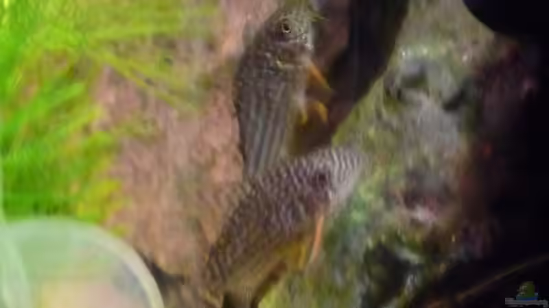 3 Orangeflossen Panzerwelse (Corydoras sterbai) von Jan H. (40)