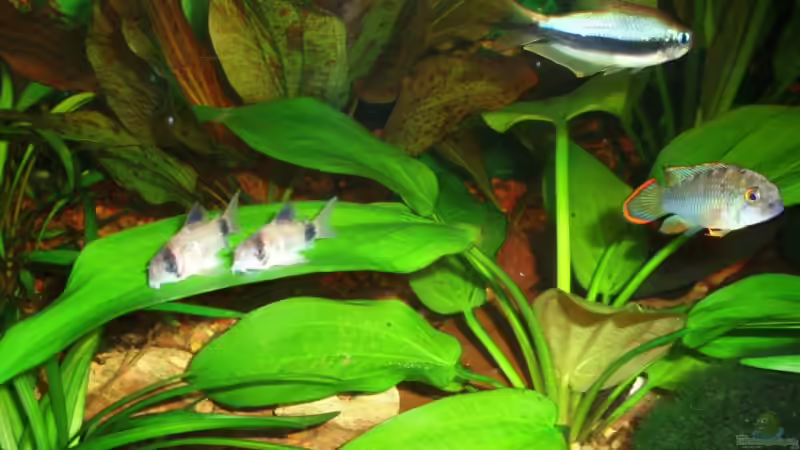 3 Pandas & 1 Kaisertetra von ~Marco~ (32)