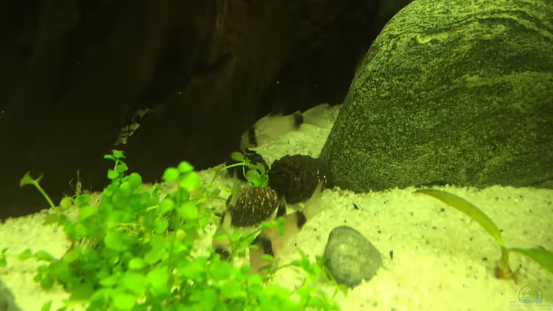 3 Pandas von Embasch (24)