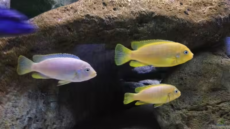 3 Pseudotropheus msobo lundo weibchen , schön zu sehen wie unterschiedlich sie gefärbt von Waldteufel (17)