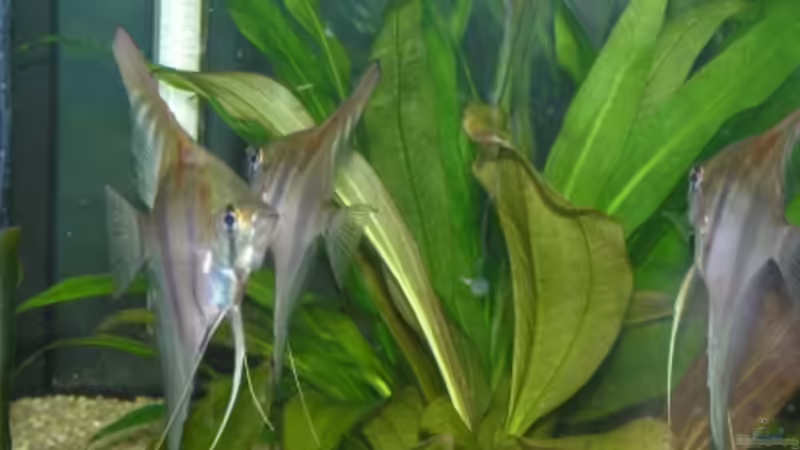 3 Rotrücken von urml87 (9)