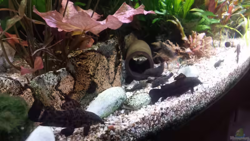 3 Schwielenwelse auf einmal erwischt von Thomas Müller (68)