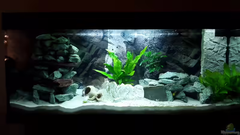 3 Tage nach dem Einsetzen der ersten 4 Fische von Malawi Zürich (3)