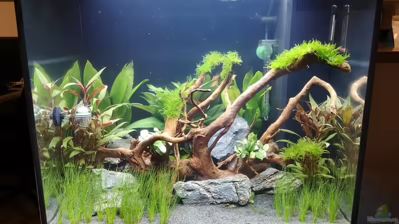 3 Tage nach der Einrichtung von Jaype (4)