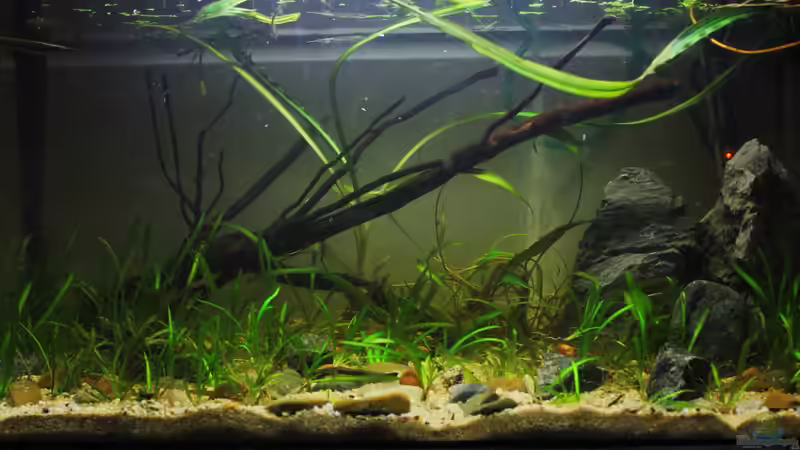 3 Tage nach der Einsetzen der Pflanzen von Falk (4)