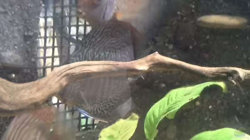 3 unter dem holz von Michael Bodem (23)