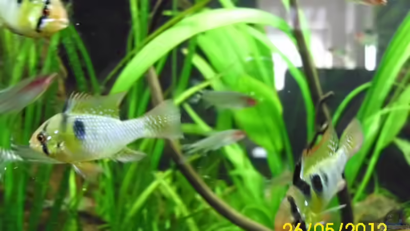 3 von 4 SBB von Günther Kröger (54)