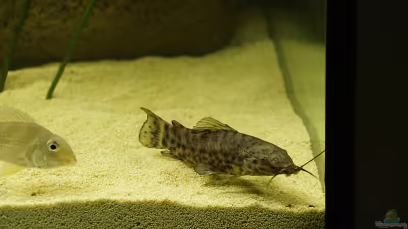 3 von Birkenzeisig (8)