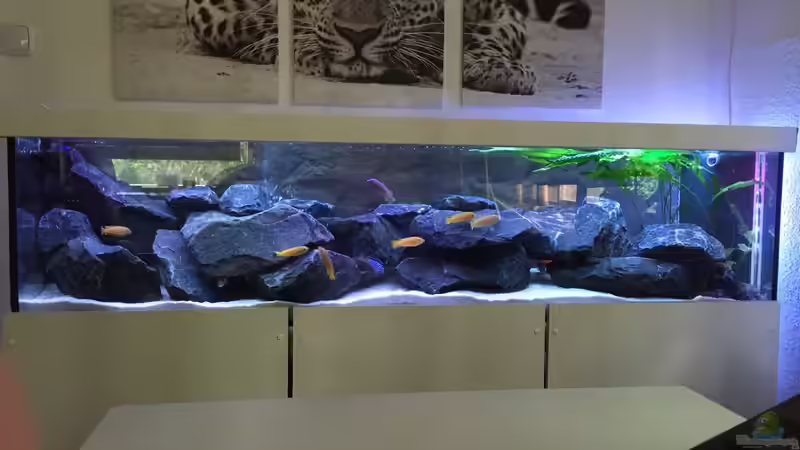 3 von Living Trees (4)