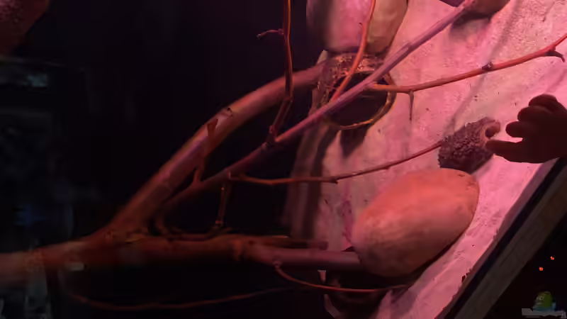 3 von Lowrey1983 (4)