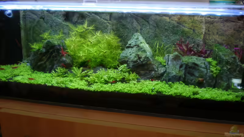 3 Wochen nach dem einrichten von Olaf R (5)