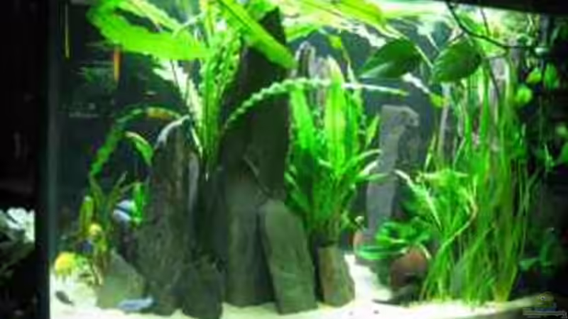 3 Wochen nach dem einrichten von Vera Herrlich (5)