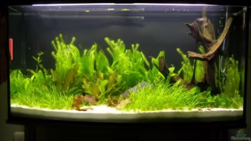 3 Wochen nach Einrichtung von Firmi73 (2)