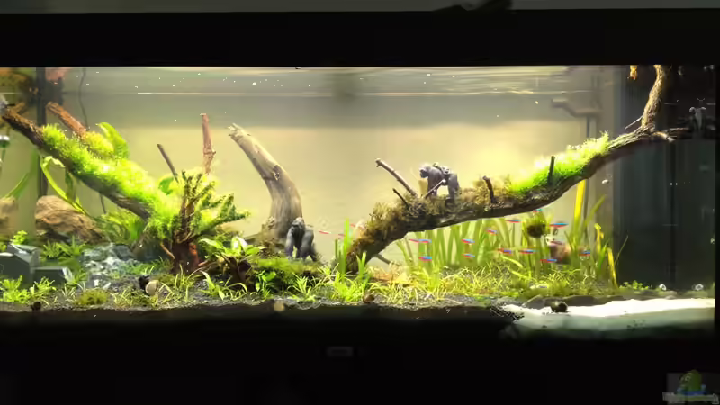 3 Wochen nach Einrichtung von xstedt (4)