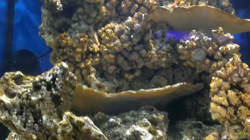 3 Wochen nach Start mit Lebendgestein von Stefan Eckers (3)