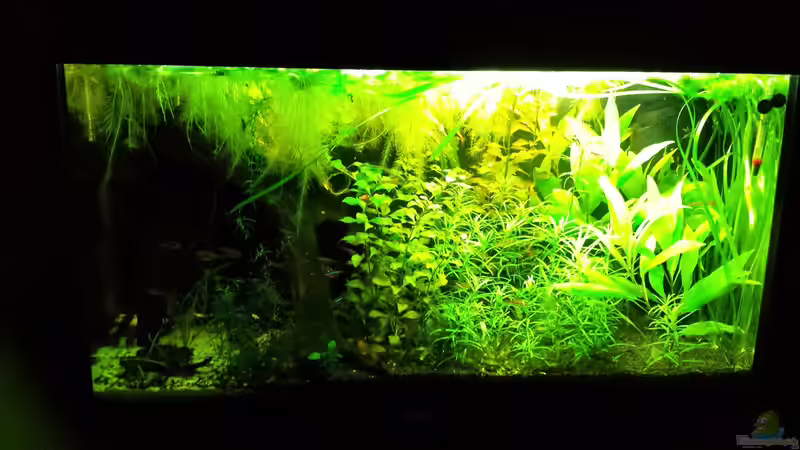 3 Wochen später... von NRW (20)