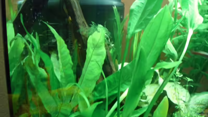 3 Wurzel hinter den pflanzen von Patrick Adler (8)