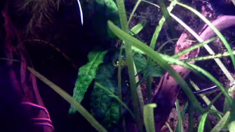 3.Wurzel mit Javamoos 30.10.07 von Thomas Schmidt (20)