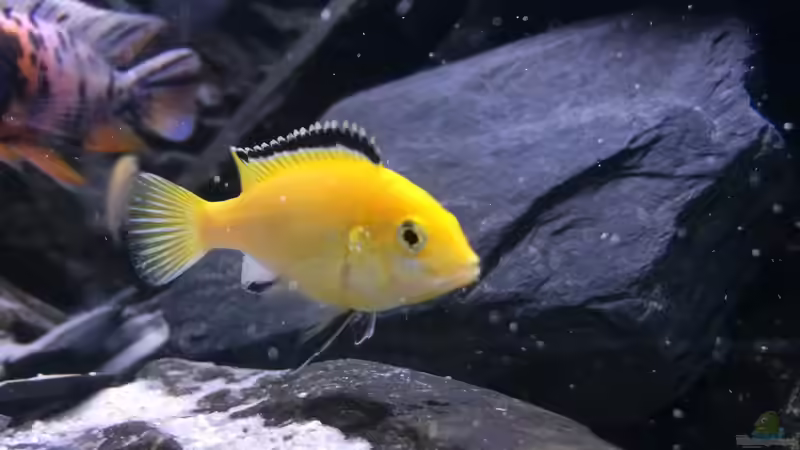 3 x Eigene Nachzuchten Yellows von Flo87 (5)