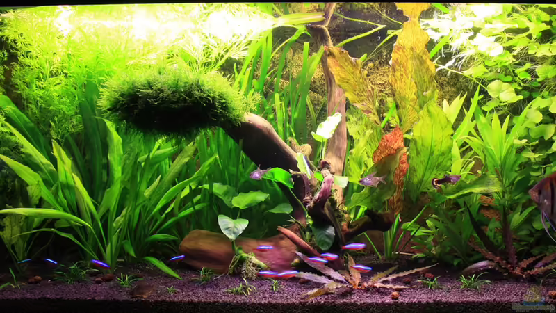 30.01.14 von semimarinus (13)