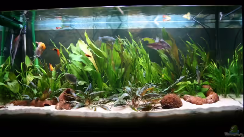 30.01.2008 von Amazonas-live (6)