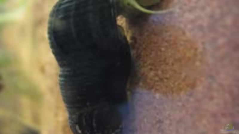 30.01.2011 - Sulawesi-TDS von db (23)