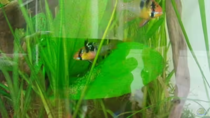 30.01.2012 - Das dritte Gelege des Ramirezi-Paares - live dabei :-) von bergfrau (30)