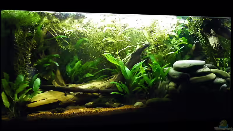 30.01.2012 - Gesamtansicht von bergfrau (10)