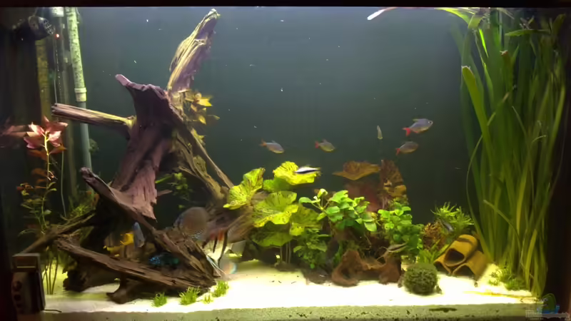 30.01.2012 von Pipp Amerika (11)