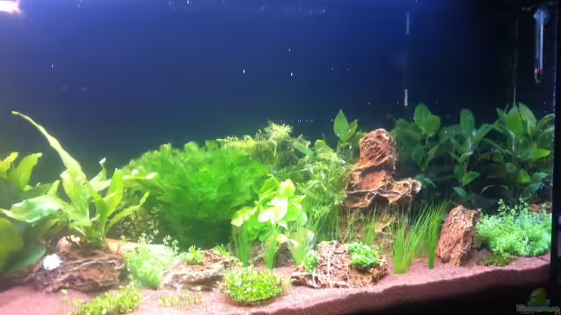 30.01.2013 - Ansicht rechte Seite von Sascha T. (8)