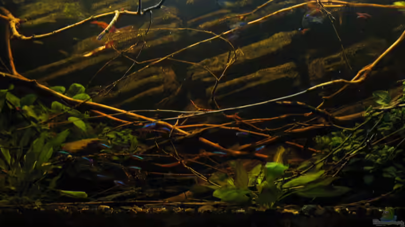 30.01.2015 rote Neons von der Theoretiker (63)