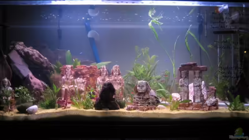 30.03.2008 nach Einrichtung von Gaspode (3)