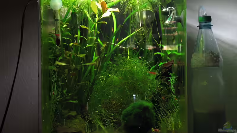 30.03.2010 von Marlone (1)