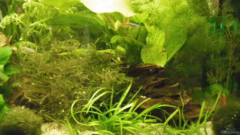 30.04. von schwefelfell (7)