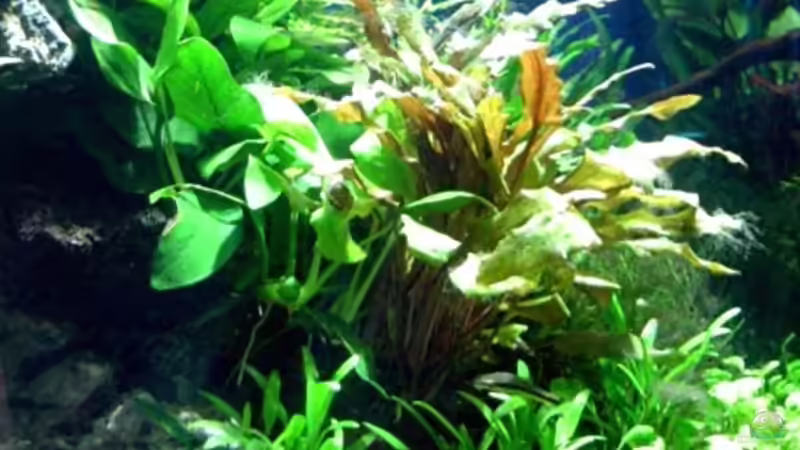 30.04.2006 Bepflanzter Felsen -links unten. von David Weidenbacher (12)