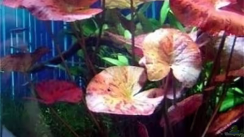 30.04.2006 Roter Tigerlotus. von David Weidenbacher (10)