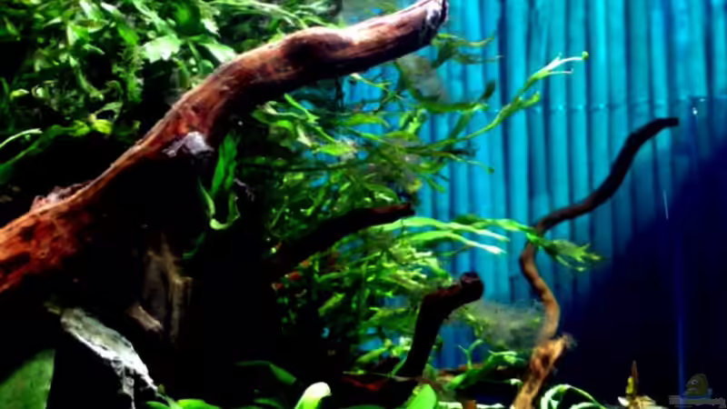 30.04.2006 Wurzel Bepflanzt. von David Weidenbacher (9)