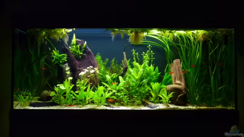 30.04.2011 Pflanzen ersetzt und umgestaltet von Steffen S. (5)