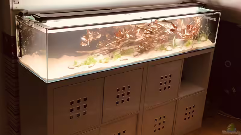 30.04.2020 Frisch eingerichtet - noch etwas trüb von DiskusMummy (10)