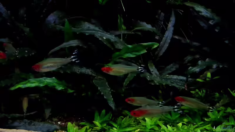 30.05.16 von Der Nicky (115)