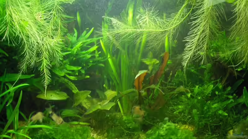 30.05.2010 von Zebraschneggla (9)