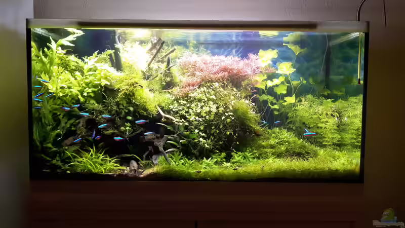 30.07.17 von Der Nicky (2)