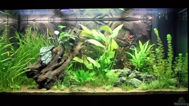 30.07.2011 von Springer (8)