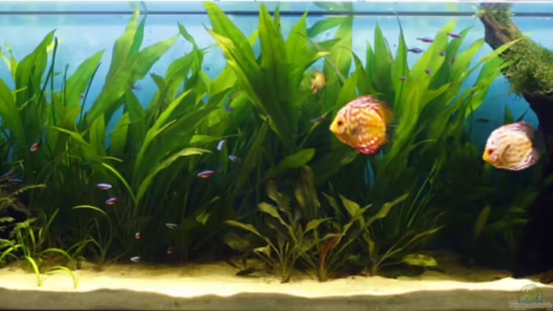 30.08.2010 von chrisreal (8)