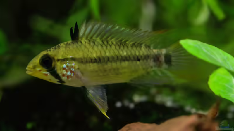 Aquarien mit Apistogramma gossei (Einrichtungsbeispiele für Gosses Zwergbuntbarsch)
