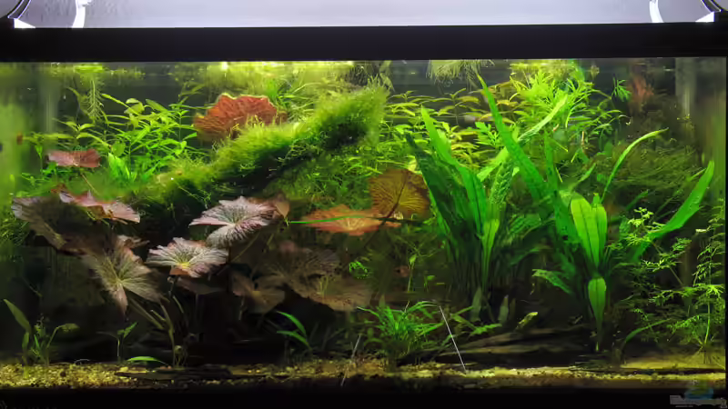 30.11.2008 von vincent (6)