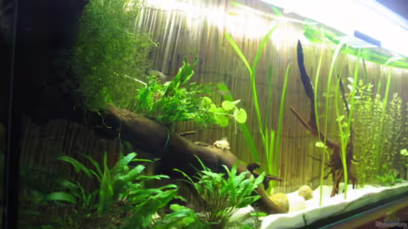 30.12.2008 von Andrea (13)