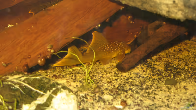 30.12.2013 2 l200 hifin von der Theoretiker (97)